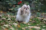 SHIH TZU 102